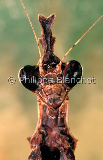 Sibylla pannulata.JPG - in "Portraits d'insectes" ed. SeuilSibylla pannulataMante SibylleDictyopteraSibyllidaeCameroun